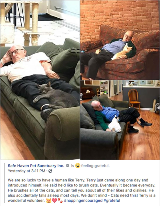 terry cat volunteer - Safe Haven Pet Sanctuary Inc. Yesterday at is feeling grateful. We are so lucky to have a human Terry. Terry just came along one day and introduced himself. He said he'd to brush cats. Eventually it became everyday. He brushes all of