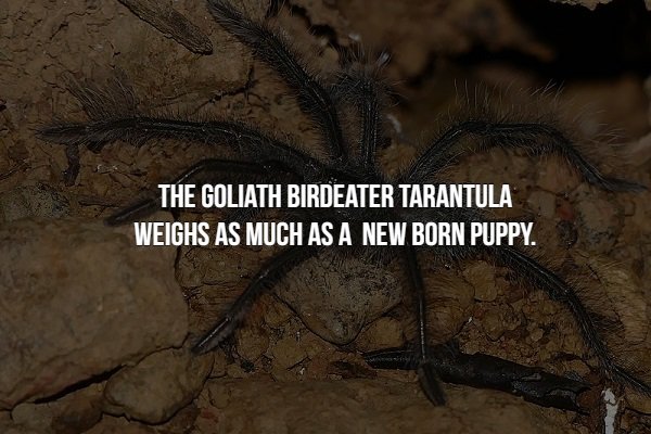 creepy fact soil - The Goliath Birdeater Tarantula Weighs As Much As A New Born Puppy.