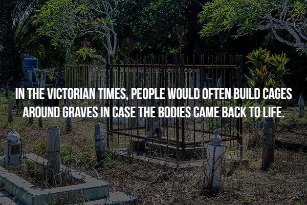 creepy fact tree - In The Victorian Times, People Would Often Build Cages Around Graves In Case The Bodies Came Back To Life Sen