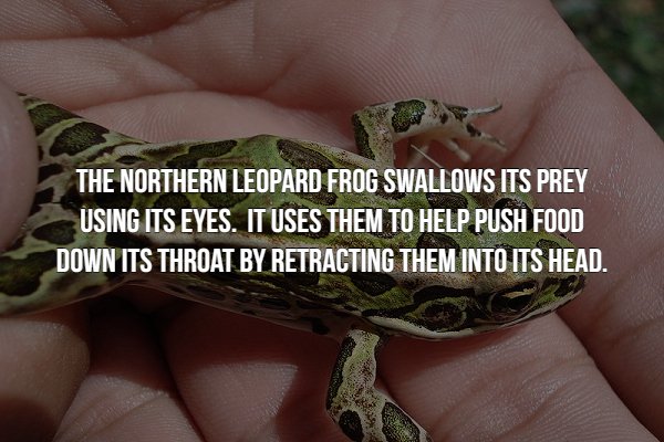 creepy fact amphibian - The Northern Leopard Frog Swallows Its Prey Using Its Eyes. It Uses Them To Help Push Food Down Its Throat By Retracting Them Into Its Head.