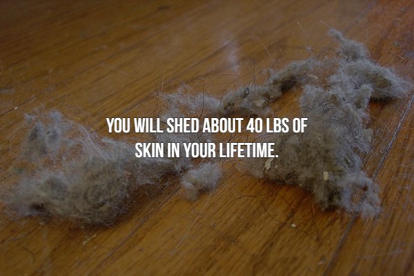 creepy fact dust house - You Will Shed About 40 Lbs Of Skin In Your Lifetime.