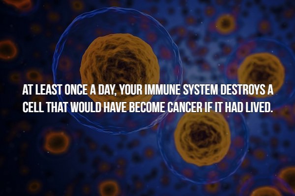 creepy fact At Least Once A Day, Your Immune System Destroys A Cell That Would Have Become Cancer If It Had Lived.