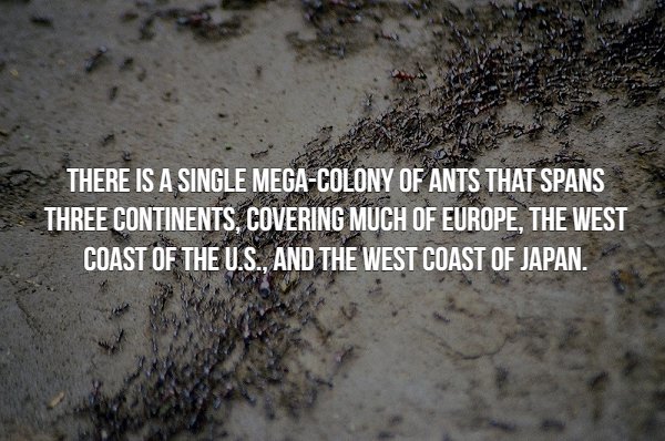 creepy fact ant stigmergy - There Is A Single MegaColony Of Ants That Spans Three Continents, Covering Much Of Europe, The West Coast Of The U.S., And The West Coast Of Japan.