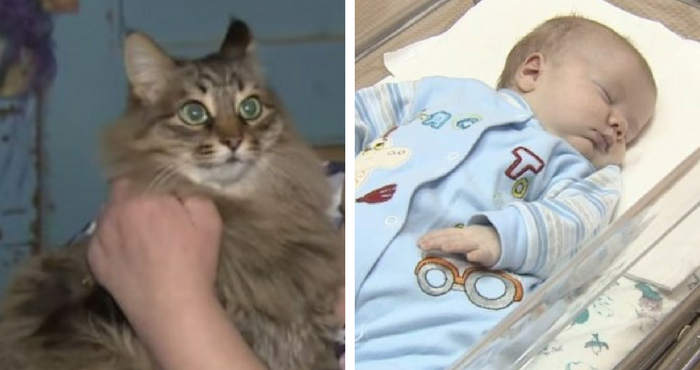 A cat named Masha saved a baby’s life after the long-haired, red tabby found an abandoned baby in a box in the snow. Masha climbed in to keep the baby warm and meowed to get the attention of a passerby leading to the baby’s rescue.