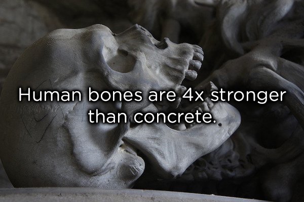 15 cool facts about the human body