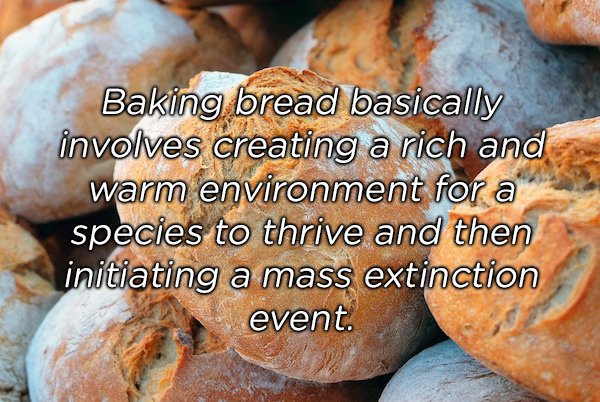 bread - Baking bread basically involves creating a rich and warm environment for a species to thrive and then initiating a mass extinction event.