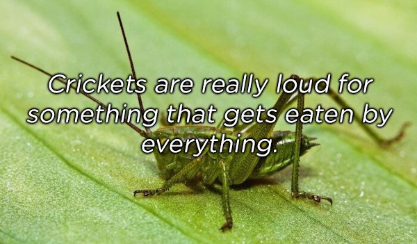 pest - Crickets are really loud for something that gets eaten by everything.