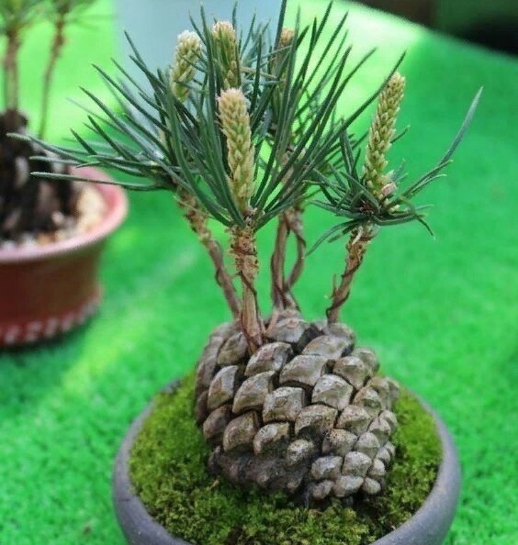 The way a pinecone sprouts