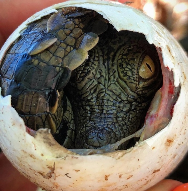 A Nile crocodile peaking through its eggshell