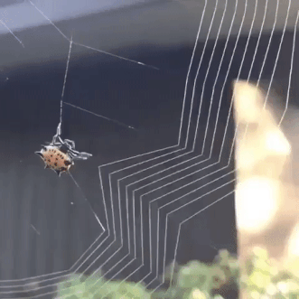 A spider making its web