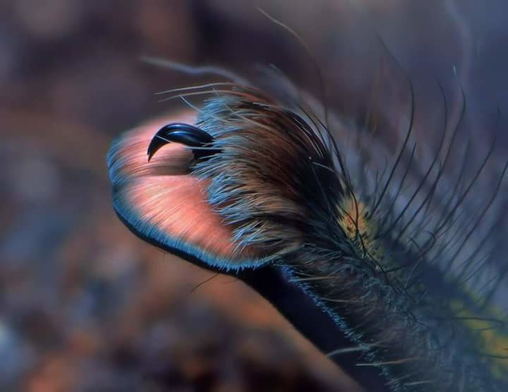 A close-up on a spider’s leg