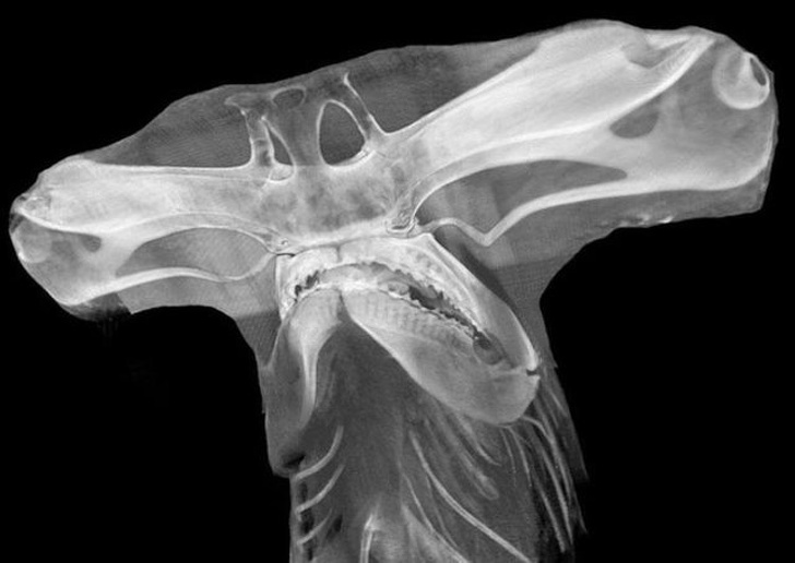 A hammerhead shark’s head X-ray