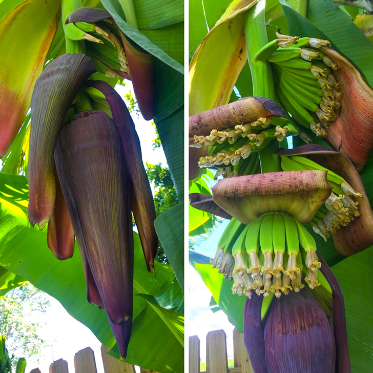 “This is what bananas look like at the beginning of their maturation process. I grow them in my backyard.”
