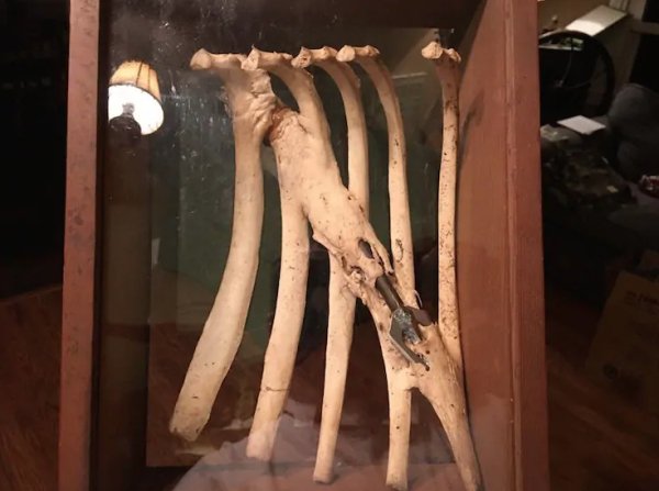 The ribcage of a deer that survived a hunter’s arrow. The deer got away, allowing the bones to grow around the obstruction.