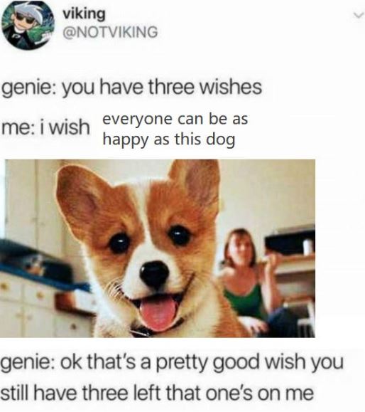 heartwarming happy corgi puppies - viking genie you have three wishes me i wish everyon everyone can be as happy as this dog genie ok that's a pretty good wish you still have three left that one's on me
