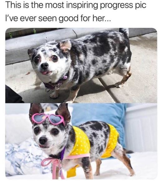 heartwarming lucille the chihuahua - This is the most inspiring progress pic I've ever seen good for her...
