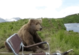 fearless bear sits next to guy