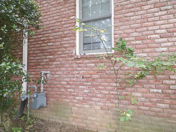 Guy removes epic bee hive from a wall