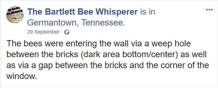 Guy removes epic bee hive from a wall