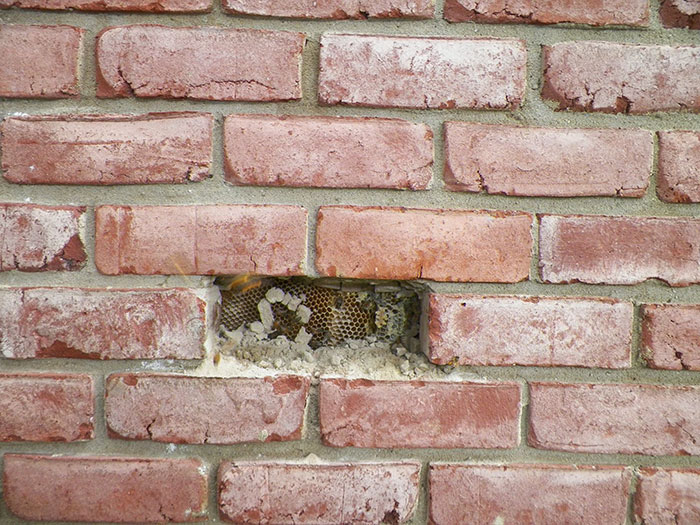 Guy removes epic bee hive from a wall