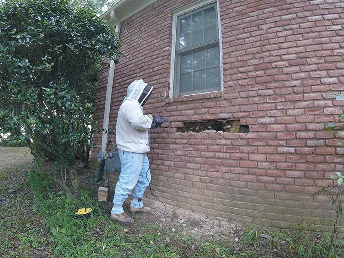 Guy removes epic bee hive from a wall