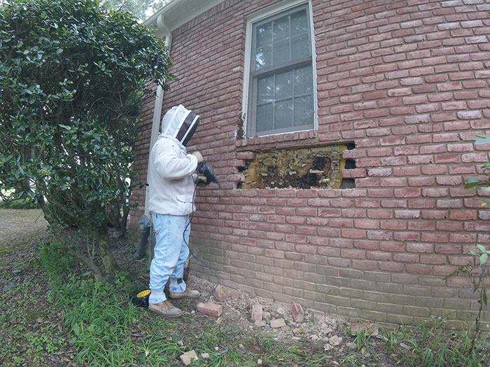 Guy removes epic bee hive from a wall