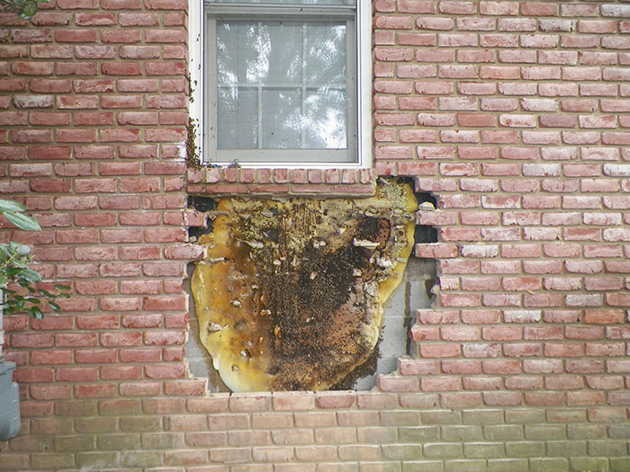 Guy removes epic bee hive from a wall