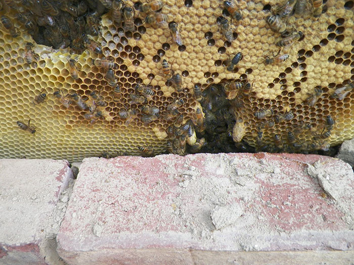 Guy removes epic bee hive from a wall