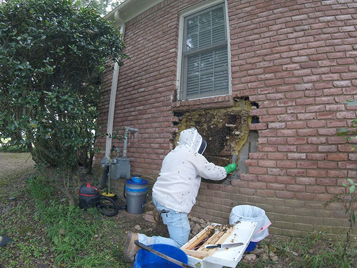 Guy removes epic bee hive from a wall