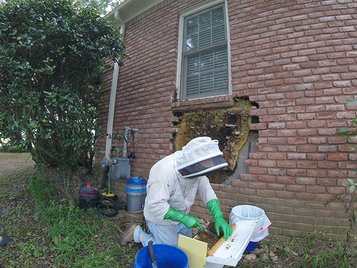 Guy removes epic bee hive from a wall