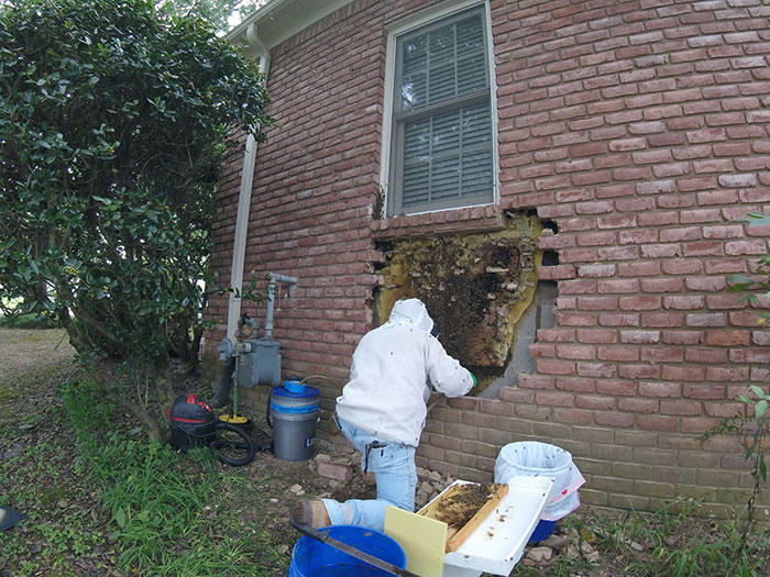 Guy removes epic bee hive from a wall