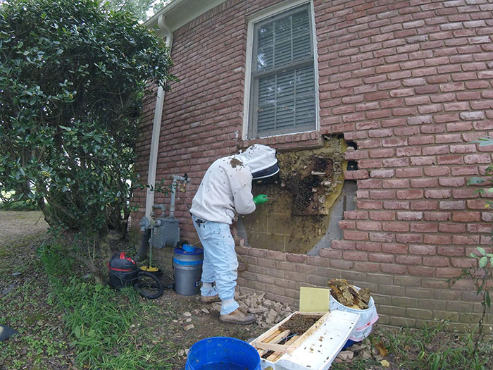 Guy removes epic bee hive from a wall