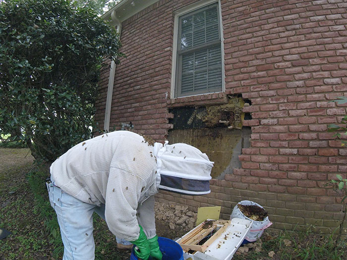 Guy removes epic bee hive from a wall