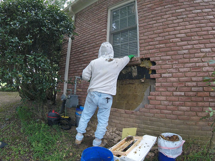 Guy removes epic bee hive from a wall