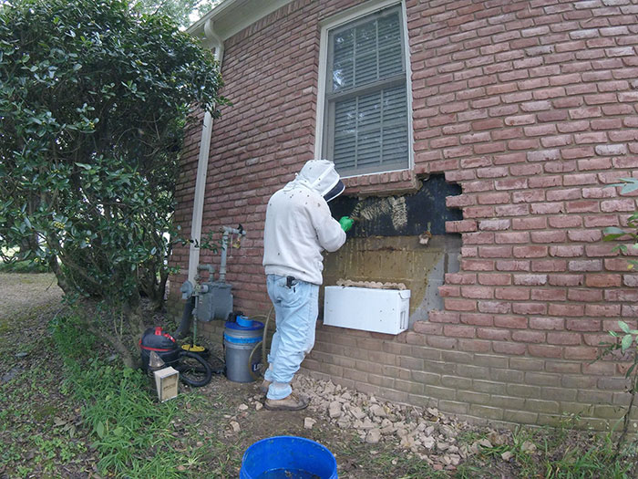 Guy removes epic bee hive from a wall