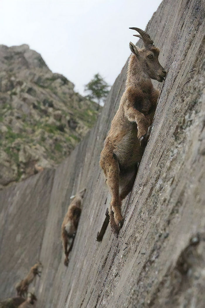 Goats scaling wall