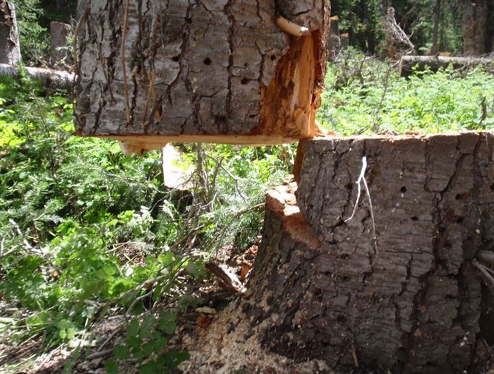 Chopped wood balancing on stump