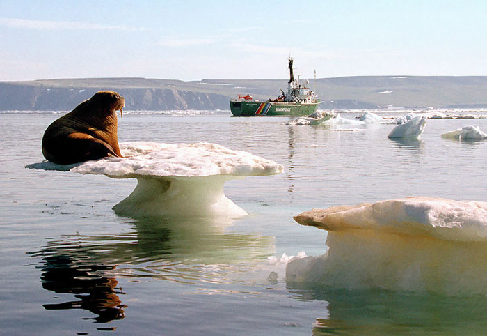 Walrus siting on iceberg 