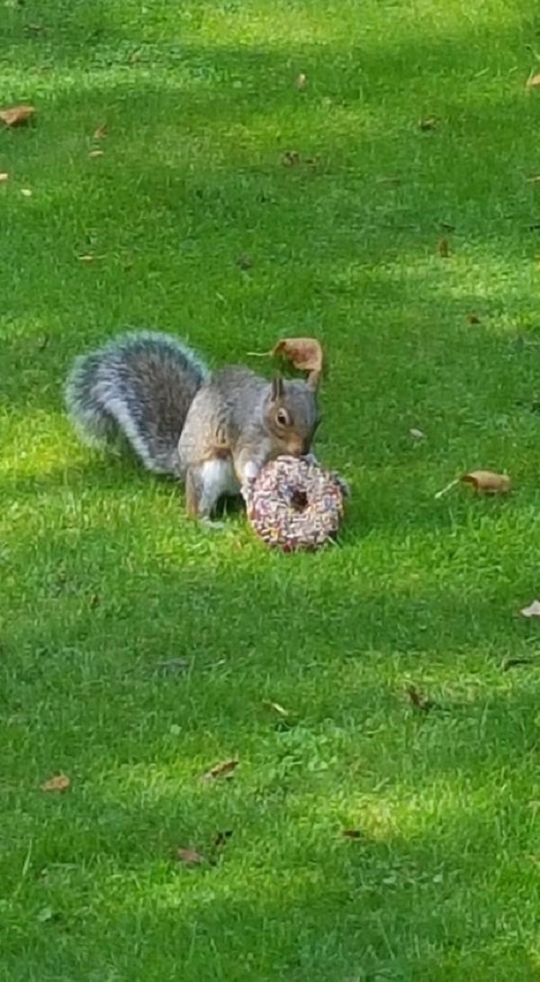 “I was eating lunch in the local park when I heard a rustling sound under the bench I was sat on. Then a squirrel ran out from underneath it carrying a full doughnut, sat on the grass in front of me and proceeded to eat the entire thing. “