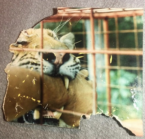 “My dad was petting a tiger and taking pictures. The tiger didn’t like that apparently and got a hold of his wrist. He thought to himself “I might as well take the last picture of hand while it’s attached to my arm.” He was able to free himself.”
