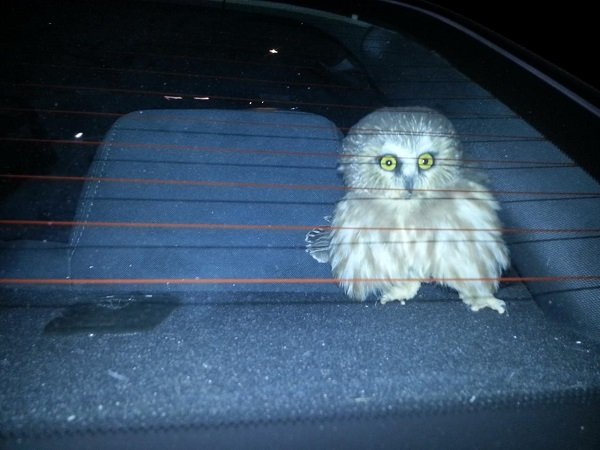 “An Owl flew into my car once, in Las Vegas, while the car was moving with the windows open.”