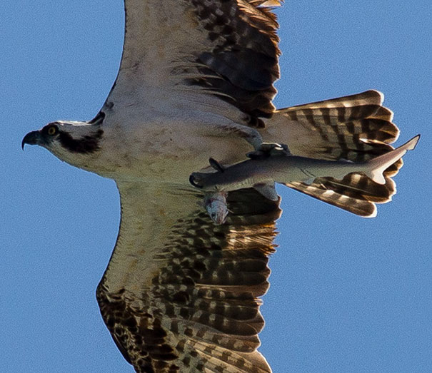 A Photographer Took A Photo Of A Bird Holding A Shark With Fish In Its Mouth