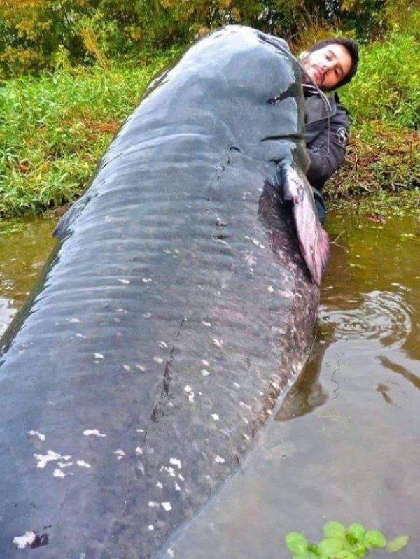 Man being engulfed by huge catfish