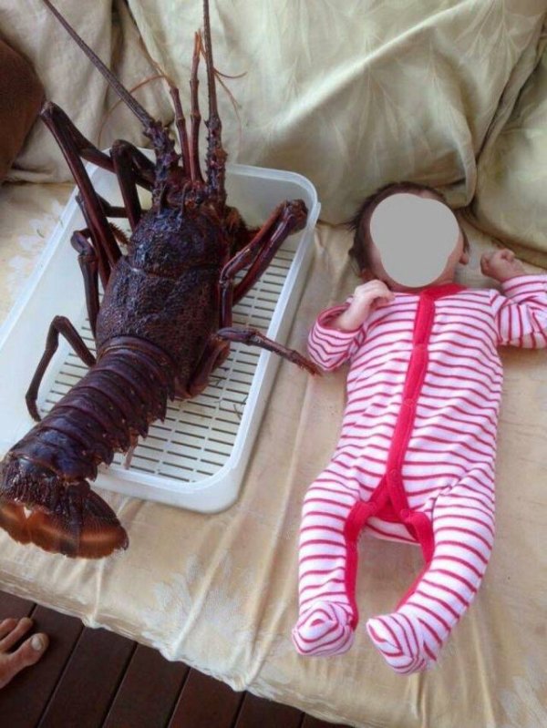 Baby next to lobster