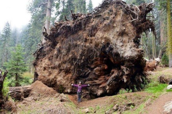 Huge stump