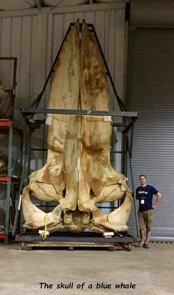 Huge blue whale skull