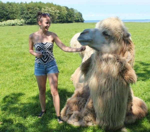 Huge camel