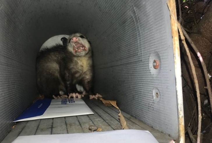 “This opossum bit me when I was trying to take a letter. Now I have a phobia of mailboxes and a pile of antibiotics.”