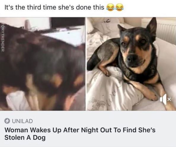 lies It's the third time she's done this Orytrender Unilad Woman Wakes Up After Night Out To Find She's Stolen A Dog
