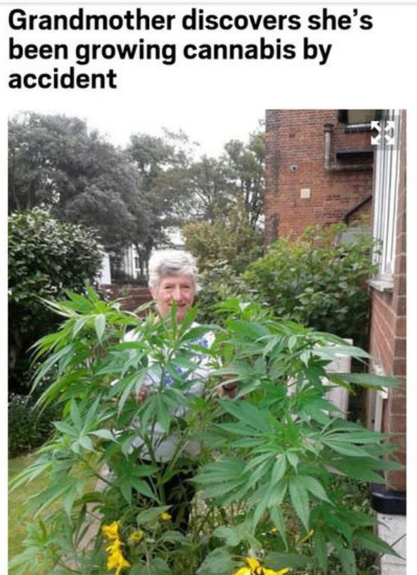 lies grandma accidentally grows cannabis - Grandmother discovers she's been growing cannabis by accident
